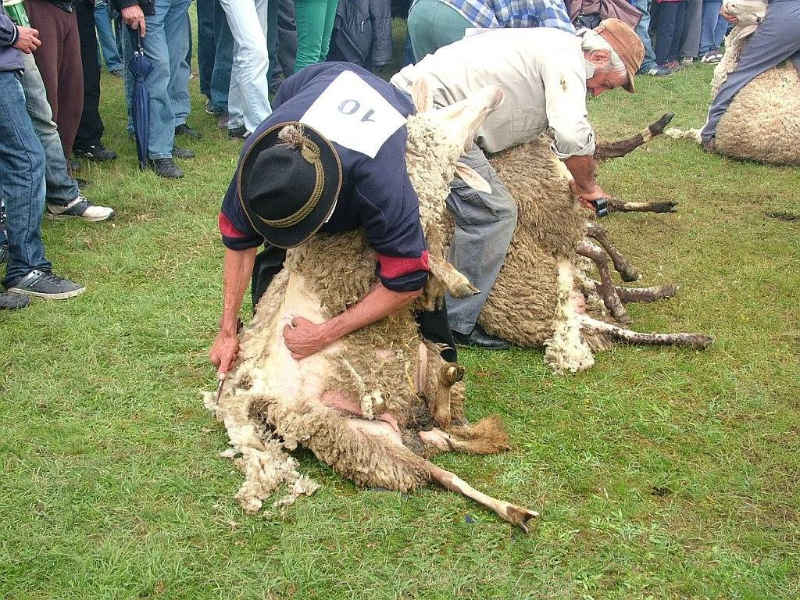 JUHÁSZOK ÉS MEZŐGAZDASÁGI TERMELŐK XIII. TALÁLKOZÓJA